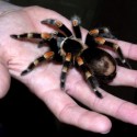 spider
